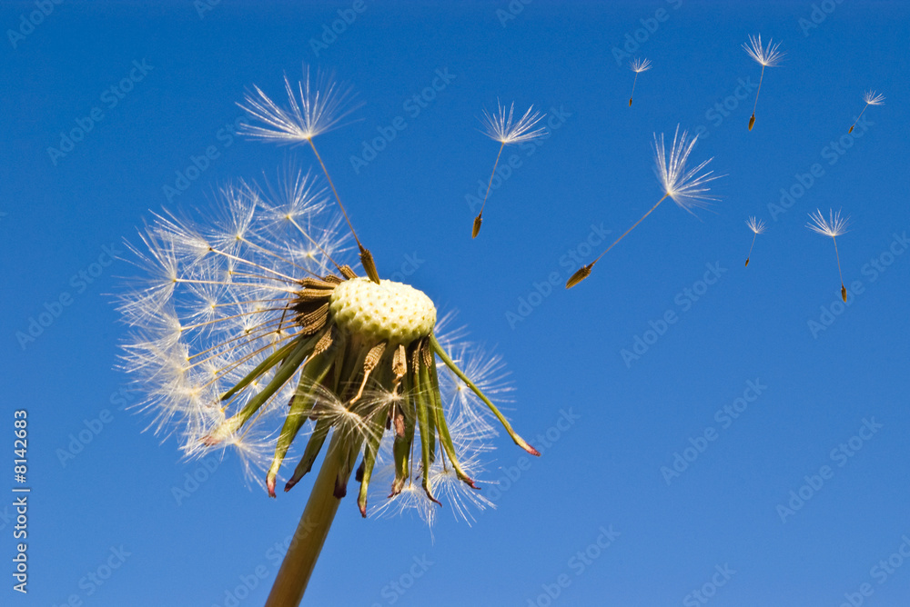 Obraz premium dandelion on blue sky