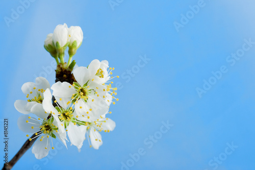 blossom apple tree over the blue