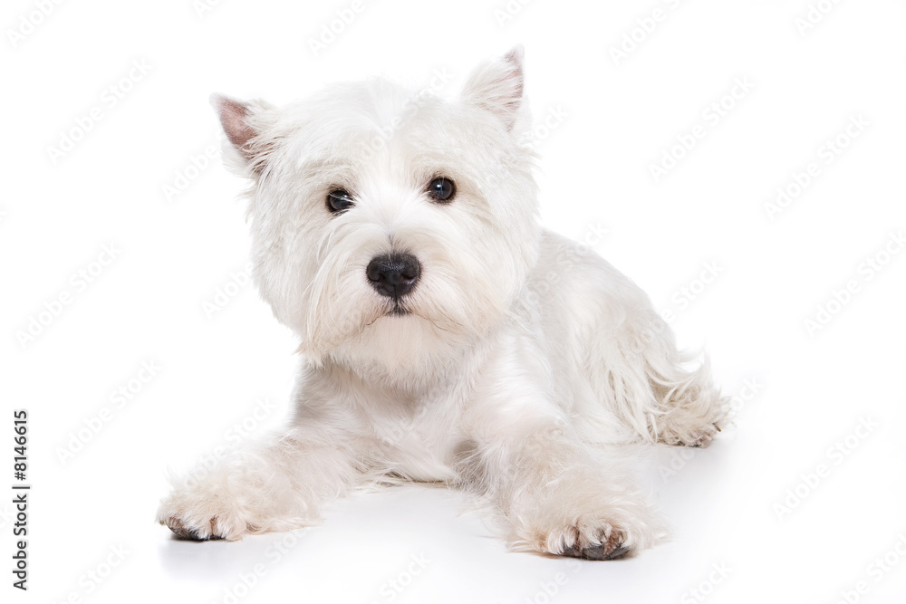 West Highland White Terrier puppy on white background West Highland White Terrier puppy on white background