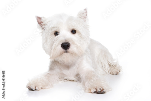 West Highland White Terrier puppy on white background