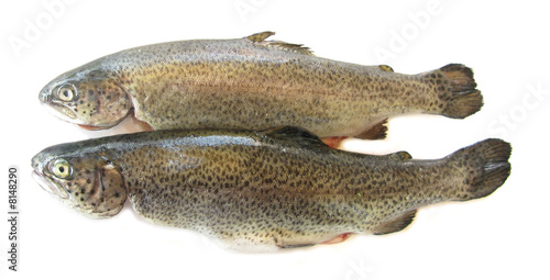 Trouts isolated in white studio