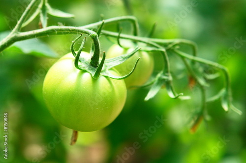tomato