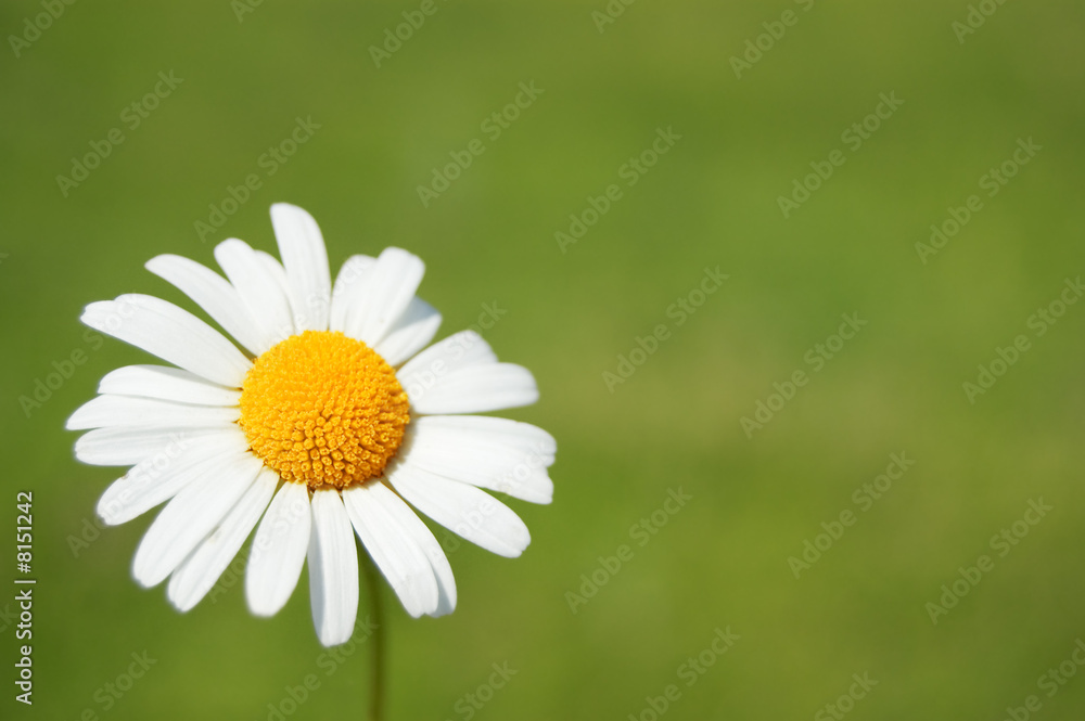 Fototapeta premium chamomile