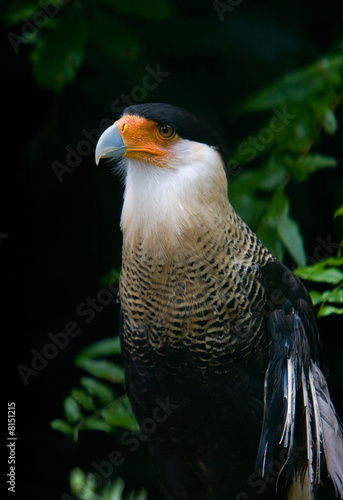 Crested Caracara Profile