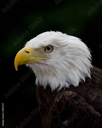 Bald Eagle Profile