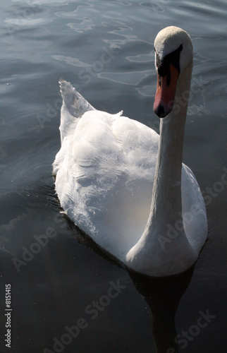 Swan