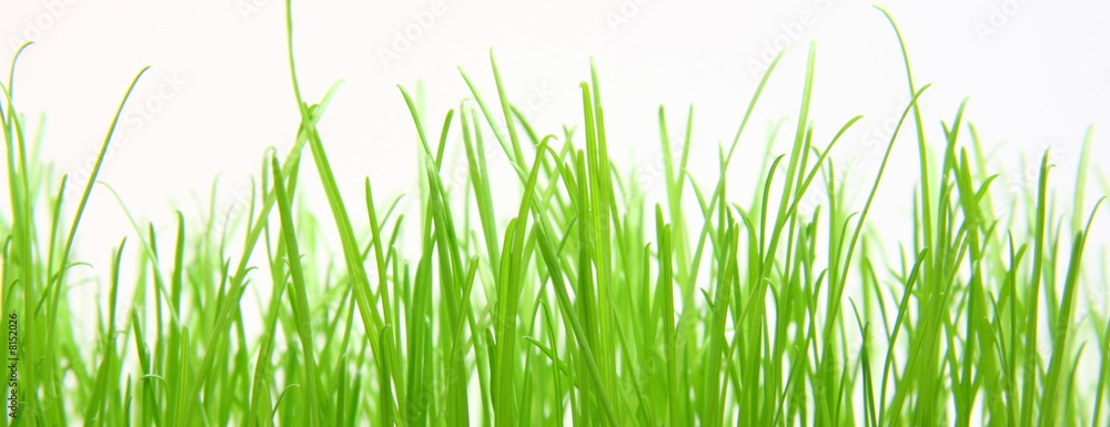 Obraz premium Green grass on the white background.
