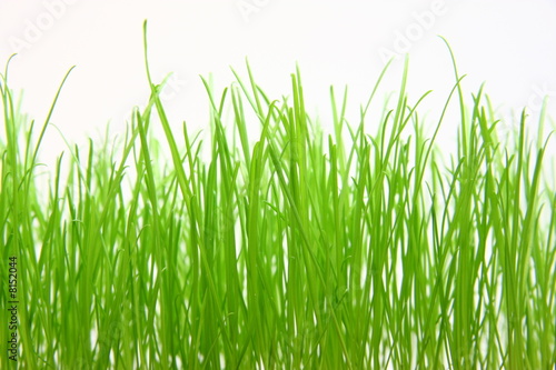 Green grass on the white background. © Alex Rozhenyuk