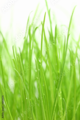 Green grass on the white background.