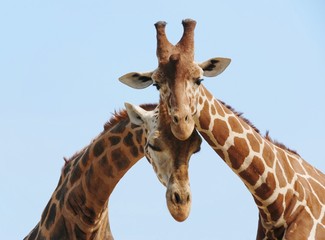 Leinwandbilder Giraffe Verliebtes Giraffenpaar in Afrika  © Martinan
