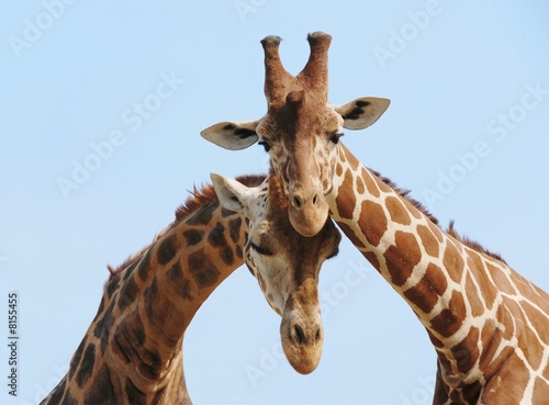 Giraffe couple in love