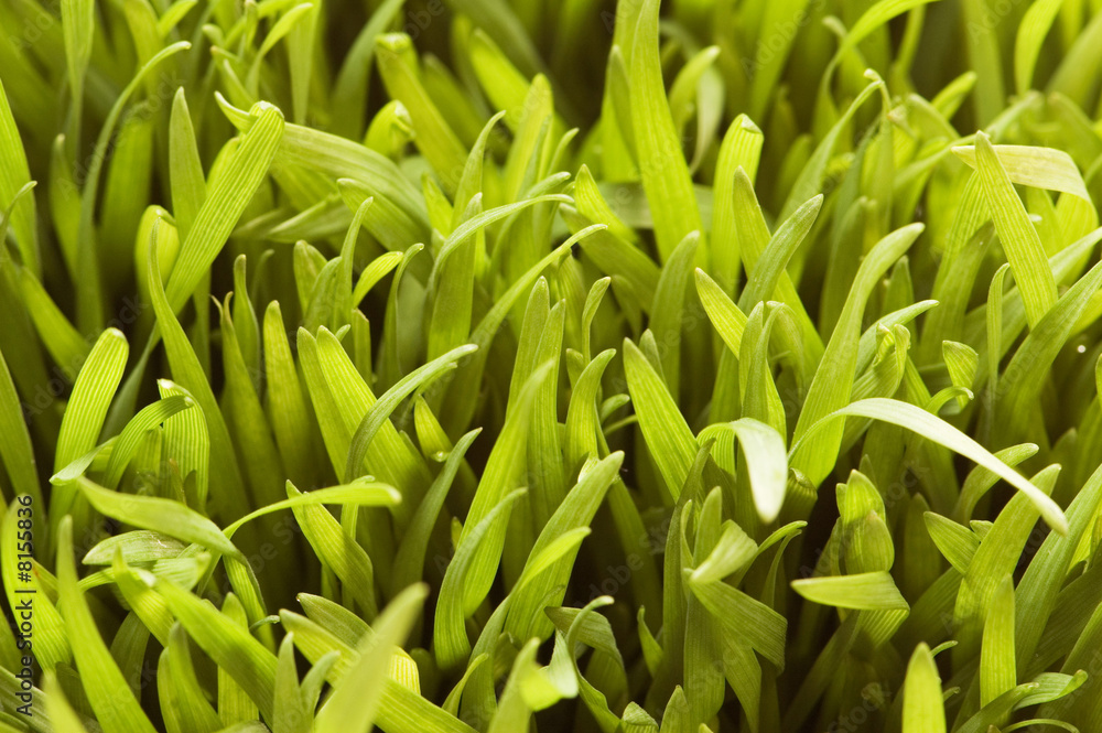 Close up of green grass - shallow depth of field Close up of green grass - shallow depth of field