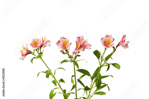 Colourful lilies isolated on the white background