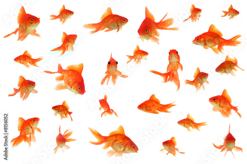 Obraz na plátně Fantail goldfish collage