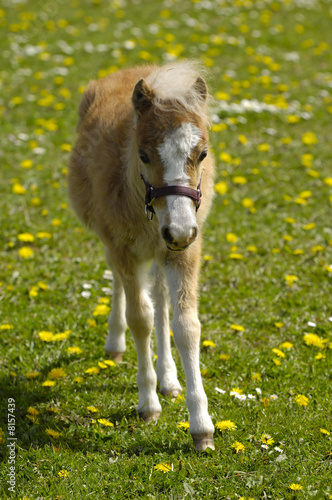 Young horse foal on field
