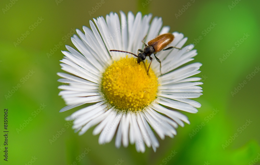 Flower with insect Flower with insect