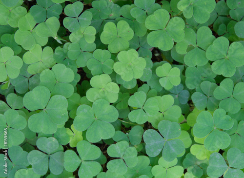 clover