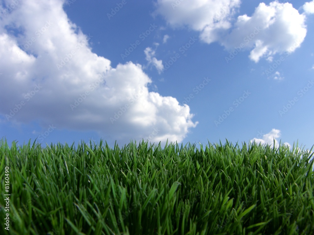 frische sommerwiese frische sommerwiese