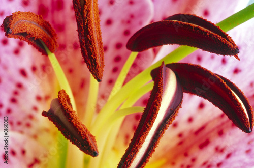 Close up of lily photo