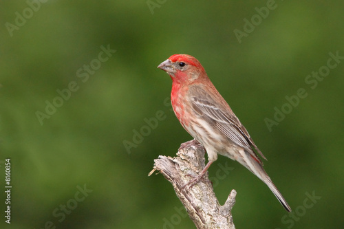 Male House Finch © William Parnell