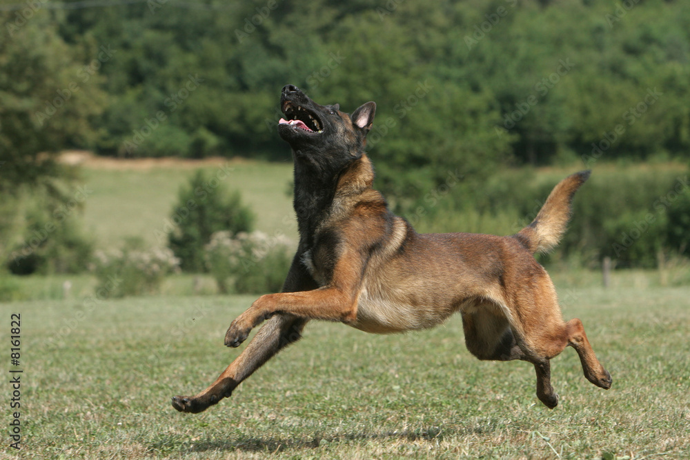 Berger Belge Malinois qui s'amuse Berger Belge Malinois qui s'amuse