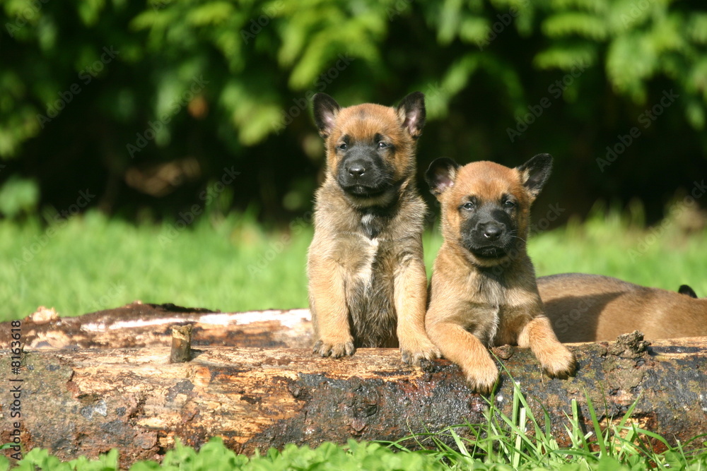 chiots deux Berger Belge Malinois chiots deux Berger Belge Malinois