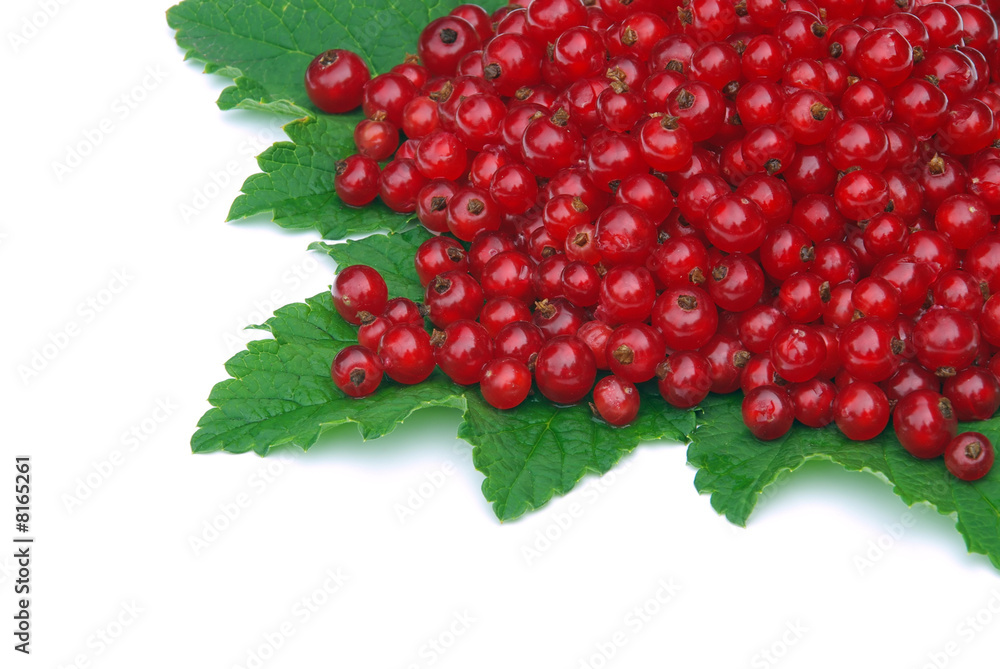 Johannisbeere - currant 08 Johannisbeere - currant 08