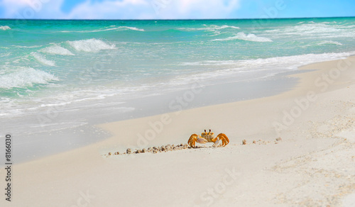Crab on Tropical Beach