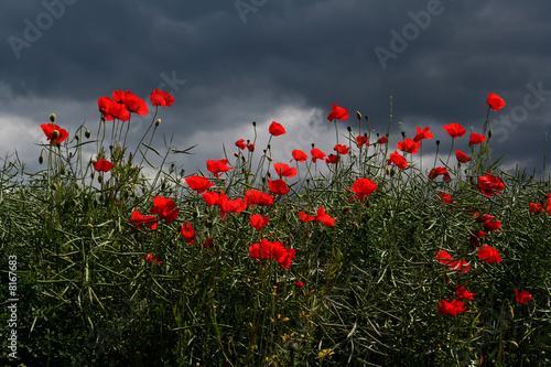 poppies against dark sky