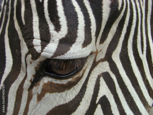 Sight of a zebra  Equus 