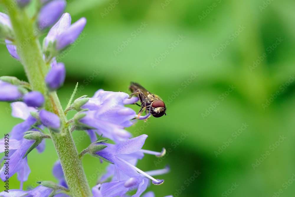 syrphe sur veronique en épi (veronica spicata) syrphe sur veronique en épi (veronica spicata)