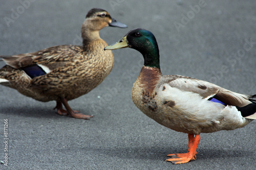 Couple of Ducks Facing