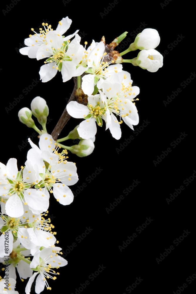 blooming apple tree branch blooming apple tree branch
