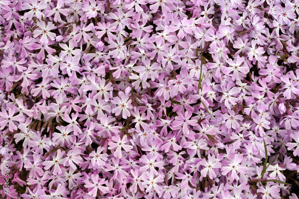 Obraz premium Bed of Pink flowers