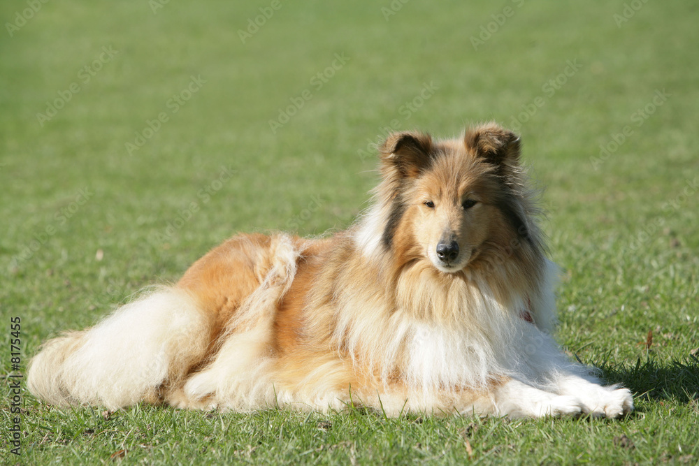 chien couché Colley