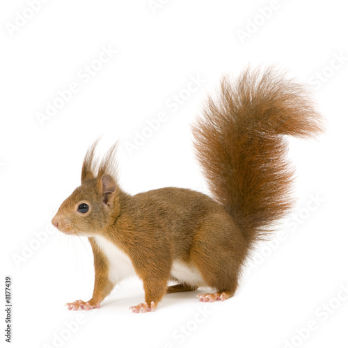 Eurasian red squirrel - Sciurus vulgaris (2 years) © Eric Isselée