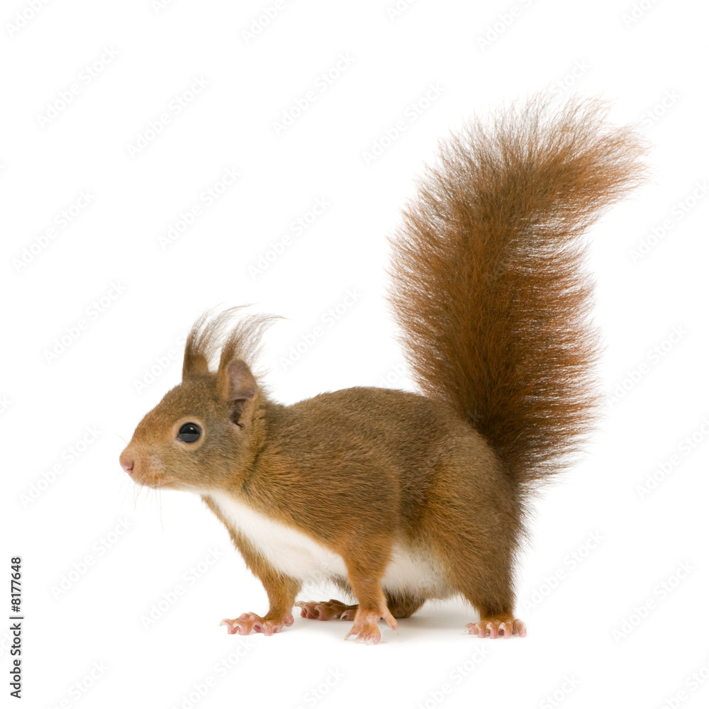 Eurasian red squirrel - Sciurus vulgaris (2 years) - obrazy, fototapety, plakaty 