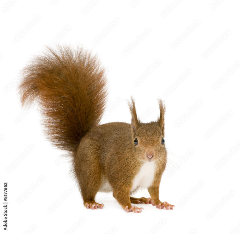 Obraz premium Eurasian red squirrel - Sciurus vulgaris (2 years)