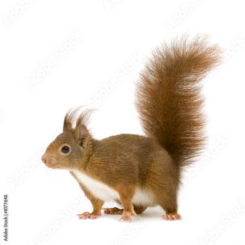 Fototapeta Eurasian red squirrel - Sciurus vulgaris (2 years)