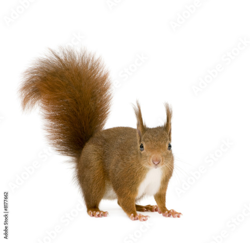 Eurasian red squirrel - Sciurus vulgaris (2 years) © Eric Isselée