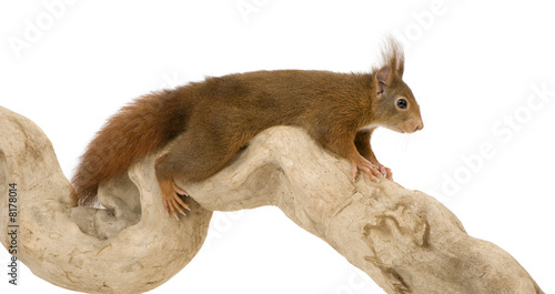 Eurasian red squirrel - Sciurus vulgaris (2 years) photo