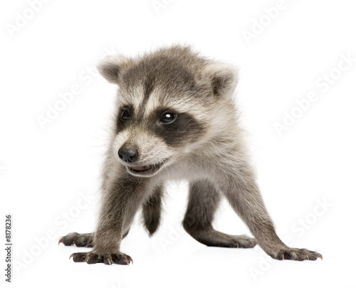 Fototapeta Naklejka Na Ścianę i Meble -  baby raccoon (6 weeks) - Procyon lotor