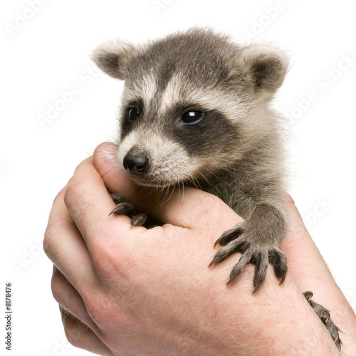 Fototapeta Naklejka Na Ścianę i Meble -  baby raccoon (6 weeks) - Procyon lotor