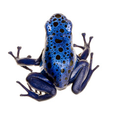 Wandcirkels Kikker Helderblauwe pijlgifkikker in natuur  © Eric Isselée