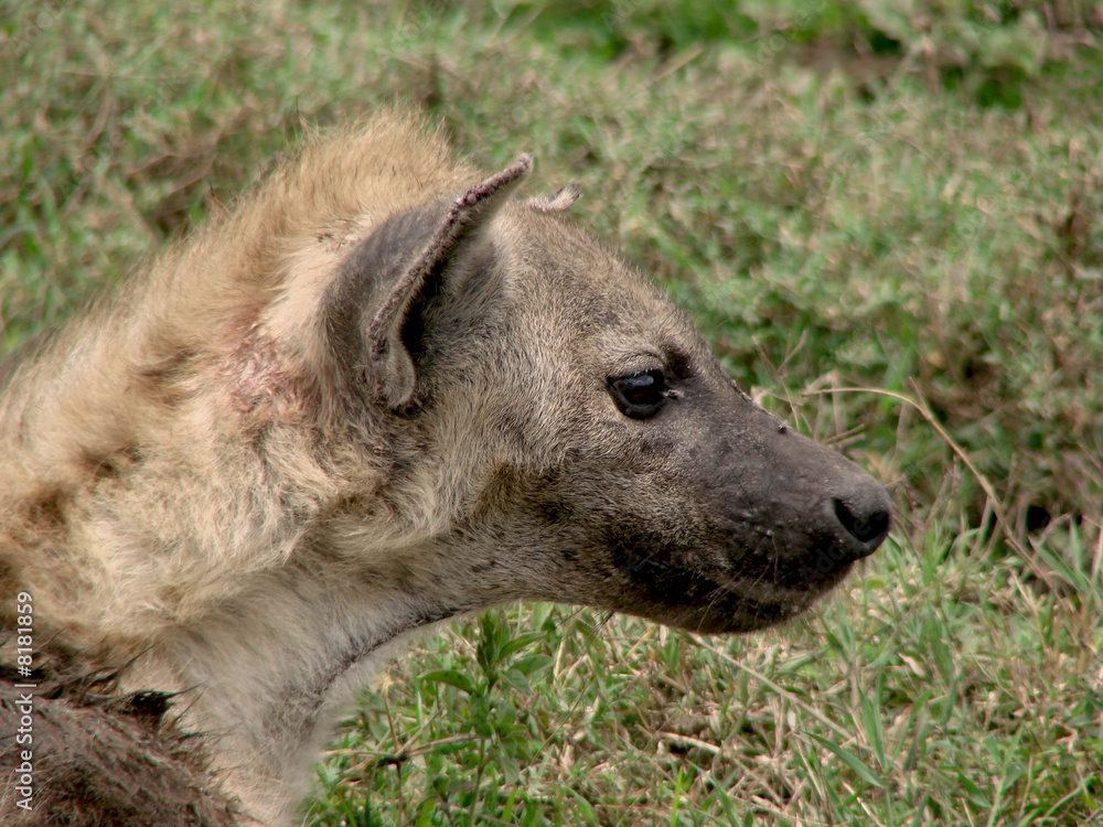 Hyena1 Hyena1