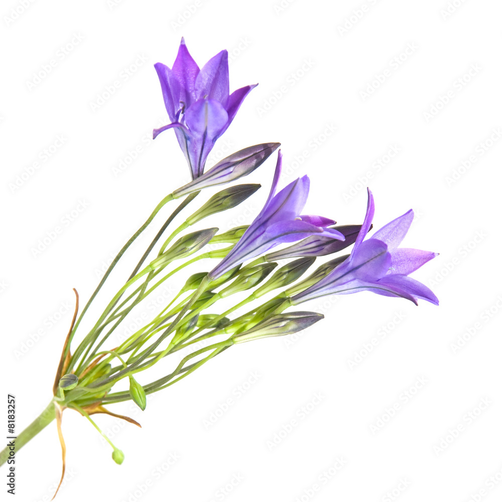 Fototapeta premium Brodiaea , clusterlily, single stem, isolated
