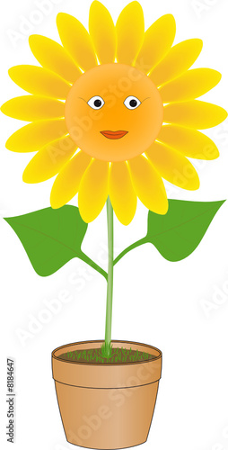 Sunflower's face