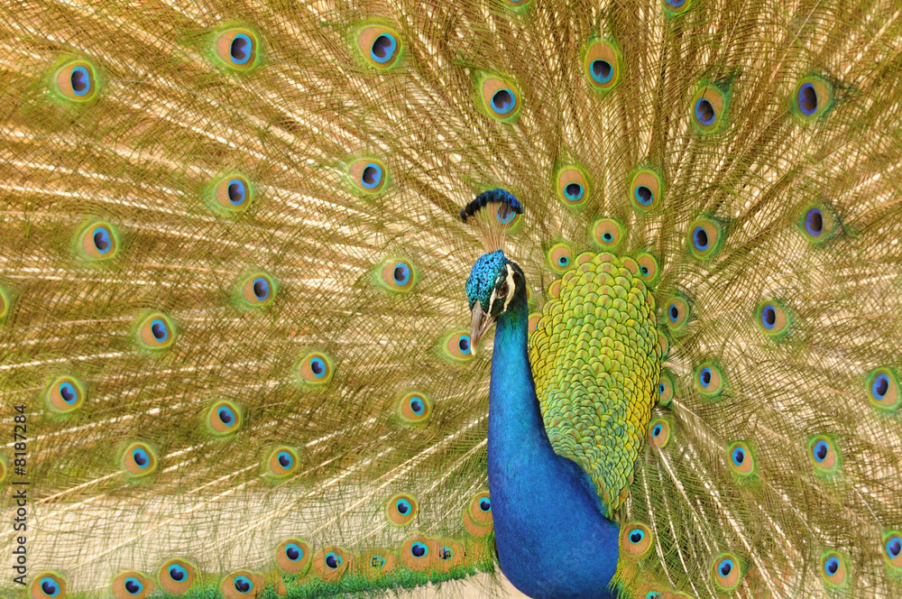 Obraz premium Indian Peacock