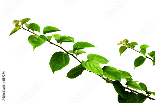 Branch of green leaves isolated on white background