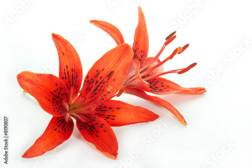 lilies